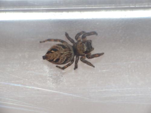 Réf. 232 826 : Evarcha arcuata